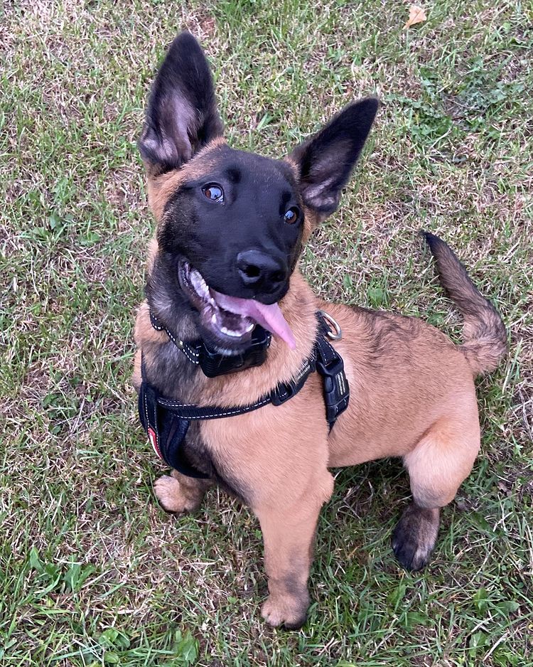 AKC Belgian Malinois puppies for sale